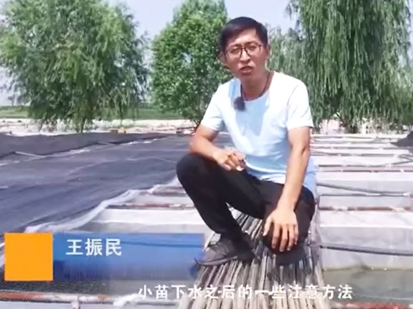 宝运莱幼苗下水后确把稳和操作