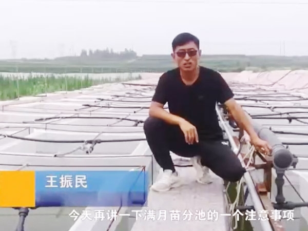 宝运莱满月苗确当苦衷项