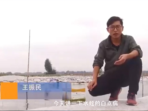 宝运莱白点病产生涯法规及防治步骤