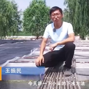 宝运莱幼苗的下水步骤